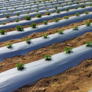 Mulch Film
